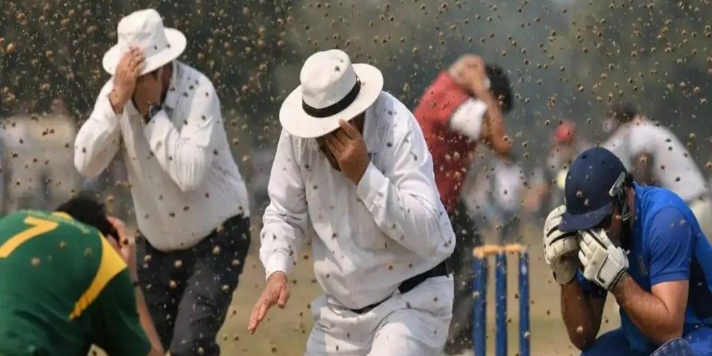 क्रिकेट म्याचकै क्रममा मौरीले टोकेर अम्पायरको मृत्यु, दर्जनौँ खेलाडी घाइते